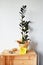 Black zamioculcas house plant, kraft paper, yellow bow, jute, steel scissors