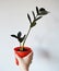 Black zamioculcas house plant in red plastic pot