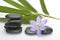 Black zen stones with bamboo en crocus on empty white background