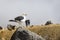 Blackback gull standing on rock on summit of mountain with unrecognisable couple in background