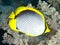 Blackbacked butterflyfish