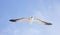 Blackbacked Gull bird flying over a blue sky.