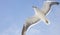 Blackbacked Gull bird flying over a blue sky.