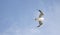 Blackbacked Gull bird flying over a blue sky.