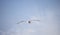 Blackbacked Gull bird flying over a blue sky.