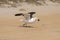 Blackbacked gull holding a mussel