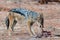 Blackbacked Jackal eating meat