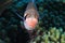 Blackbar soldierfish underwater