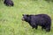 Blackbears eating some plants by the roadside.