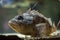 Blackbelly rosefish Helicolenus dactylopterus