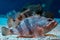 Blackbelly Rosefish underwater close up portrait diving