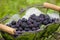 Blackberries in basket