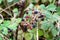 Blackberries on a bush, semi-blurred background.