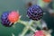 Blackberries of different degrees of ripeness on a branch of a berry bush