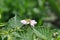 Blackberries flower