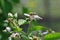 Blackberries flower