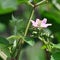 Blackberries flower