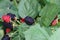 Blackberries fruits hanging in green bush, close up