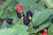 Blackberries fruits hanging in green bush, close up