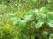 Blackberries green leaves