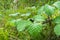 Blackberries green leaves