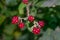 Blackberries growing in the woods