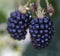 Blackberries hang on branch
