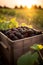 Blackberries harvested in a wooden box in a farm with sunset.