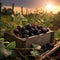 Blackberries harvested in a wooden box in a farm with sunset.