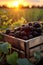 Blackberries harvested in a wooden box in a farm with sunset.