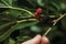 Blackberries held by fingers in a farm