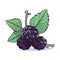 Blackberries image. Cute image of an isolated blackberries