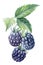 Blackberries, isolated white background. Watercolor botanical illustration, Floral design elements