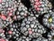 Blackberries macro photography background