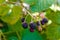 Blackberries macro ripening on green branch in summer