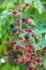 Blackberries in nature against gree background