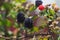 Blackberries platantion on Francisco Morazan Honduras 11