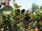 Blackberries platantion on Francisco Morazan Honduras 2