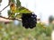 Blackberries platantion on Francisco Morazan Honduras 3