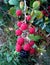 Blackberries Ripening 1