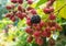 Blackberries ripening