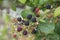 Blackberries ripening on bramble bush