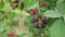 Blackberries ripening on a branch