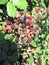 Blackberries ripening in a hedgerow