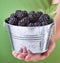 Blackberries in a small metallic bucket - in woman hand