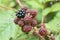 Blackberries starting to ripen in the summer UK