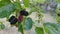 Blackberries on the tree with leaves in sunny day. Mulberry Fruit berries picking in nature. High quality 4k video