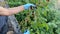 Blackberries on the tree with leaves in sunny day taken by a man hand. Mulberry Berries harvest in nature. High quality 4k video