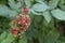 Blackberries unripe, colorful fruits