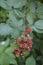 Blackberries unripe, colorful fruits